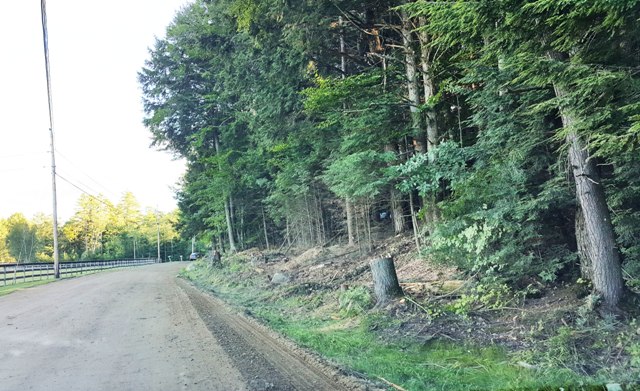 tree stumps along West Farms Road
