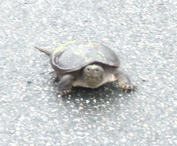 turtle that lives at water plant