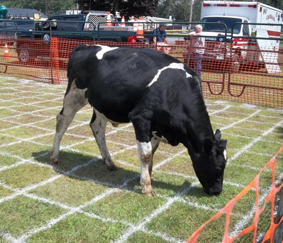 cow eating on the cow flop drop grid