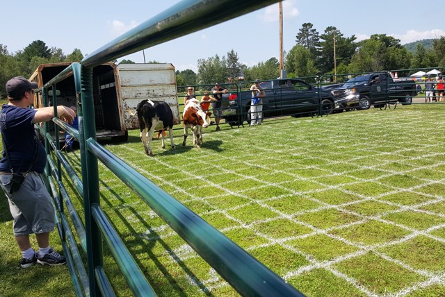 cow flop grid