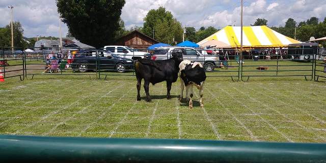2 cows on flop grid